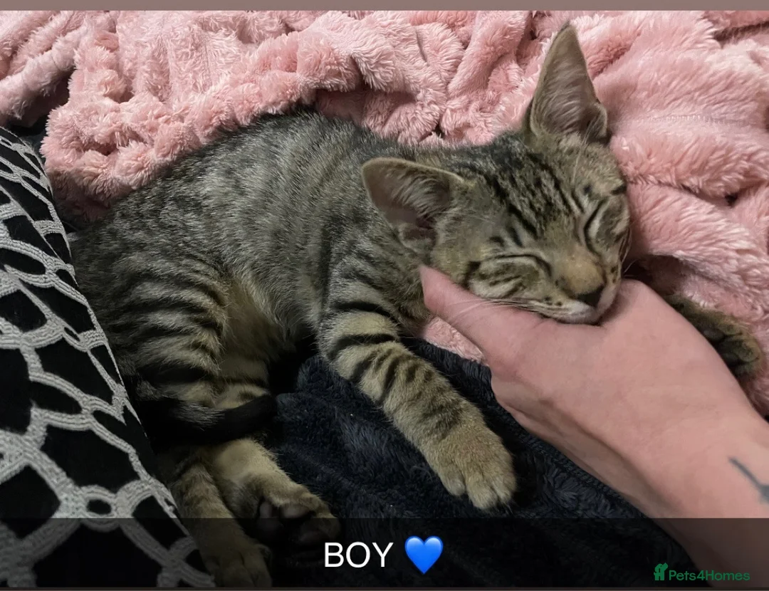 Mixed Breed cats for sale: 2 boys & 1 Girl kittens 🥰 in Glasgow - Advert 4