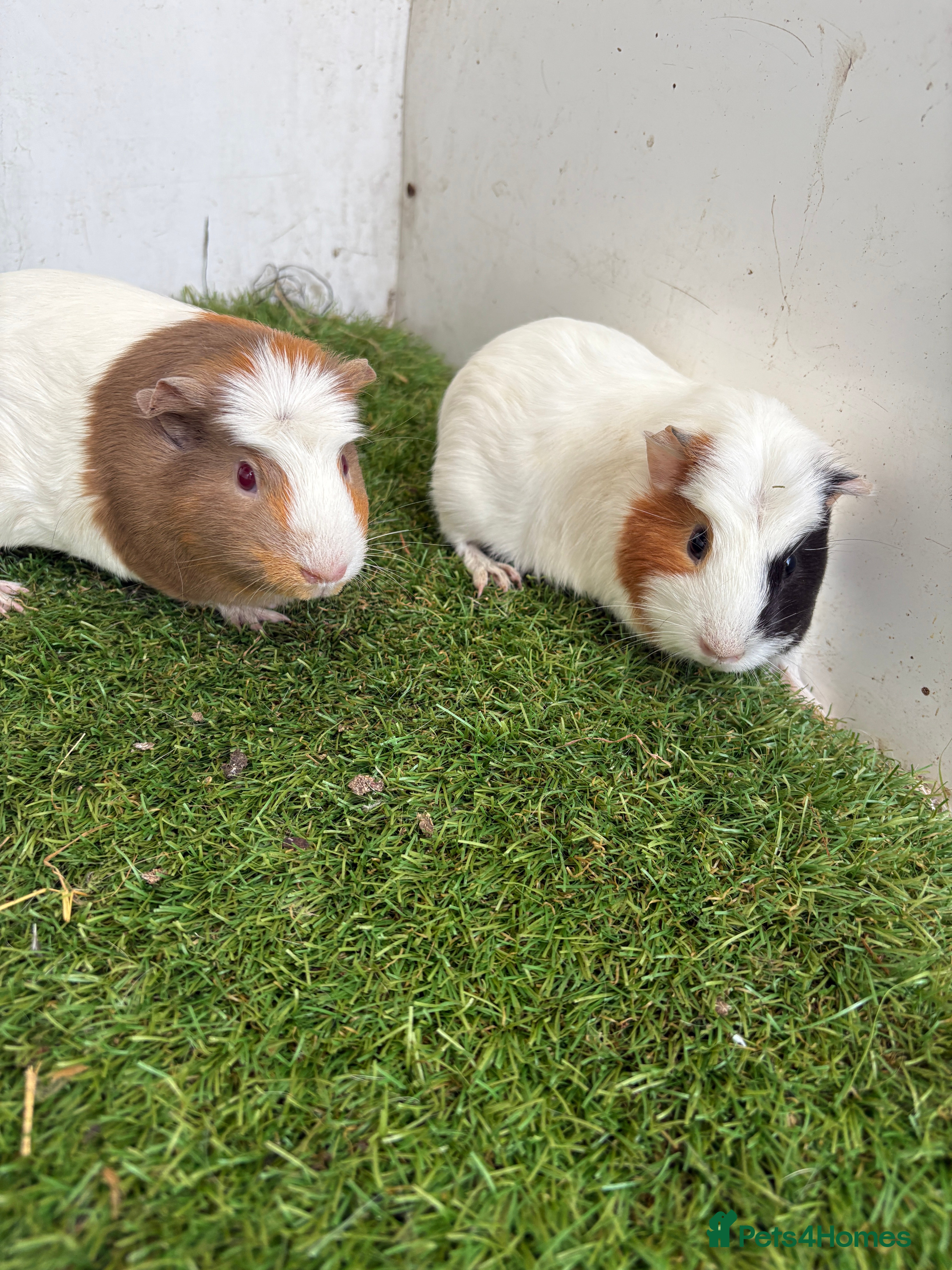 Guinea Pig rodents Female baby guinea pigs  - Advert 4