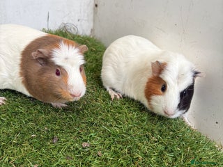 Guinea Pig rodents Female baby guinea pigs - Advert 1