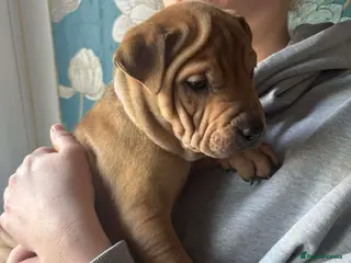 Mixed Breed dogs 11 chunky rottpei puppys - Advert 1