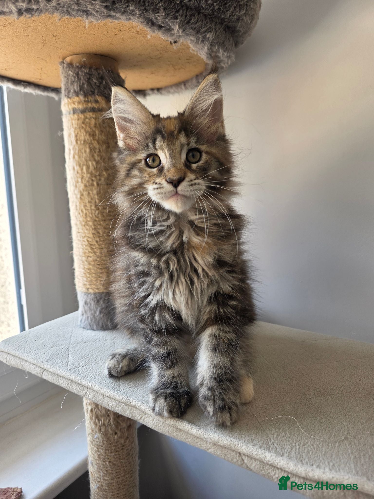 Maine Coon cats TICA Registered Maine Coon Kittens–Russian Line🐾 - Advert 1