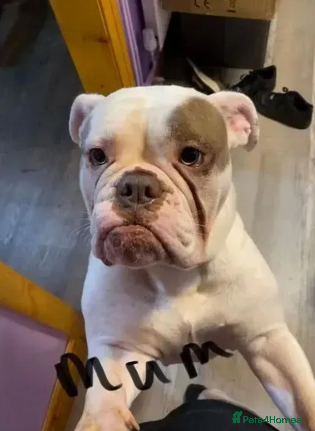 Olde English Bulldogge dogs for sale: Ollie - Looking for a loving home - Advert 10