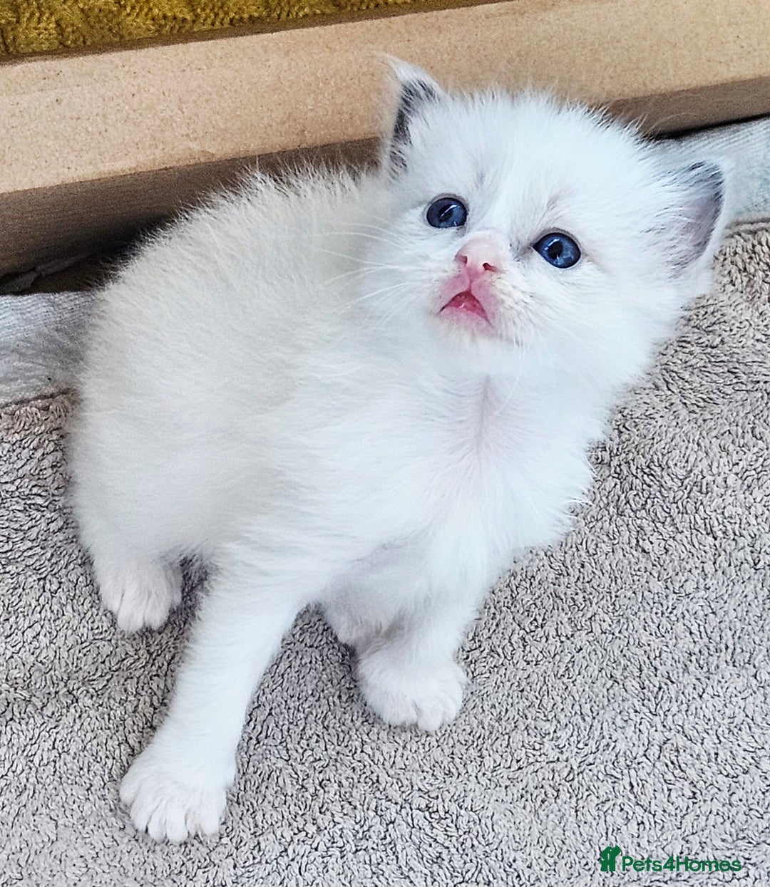 Ragdoll cats for sale: Stunning pure ragdoll kittens - Advert 6