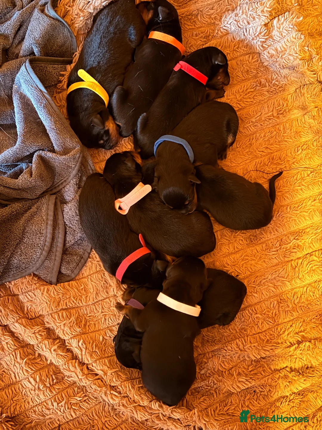 Rottweiler dogs for sale: Rare beautiful Rottweiler puppies  in ELY - Advert 2