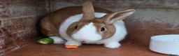 Mixed Breed rabbits for sale: Young boy rabbit - Advert 1