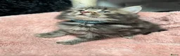 Mixed Breed cats for sale: 🌻Domestic Long-Haired Ready2Go🌻  - Advert 7