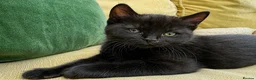British Shorthair cats for sale: British Shorthair kittens - Advert 36