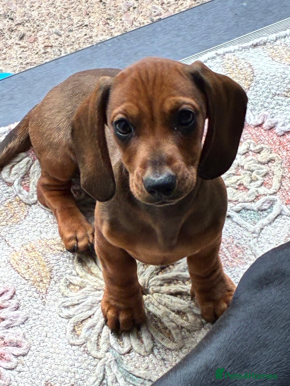 Dachshund dogs Only 1 Boy gorgeous boy pup left  - Advert 13