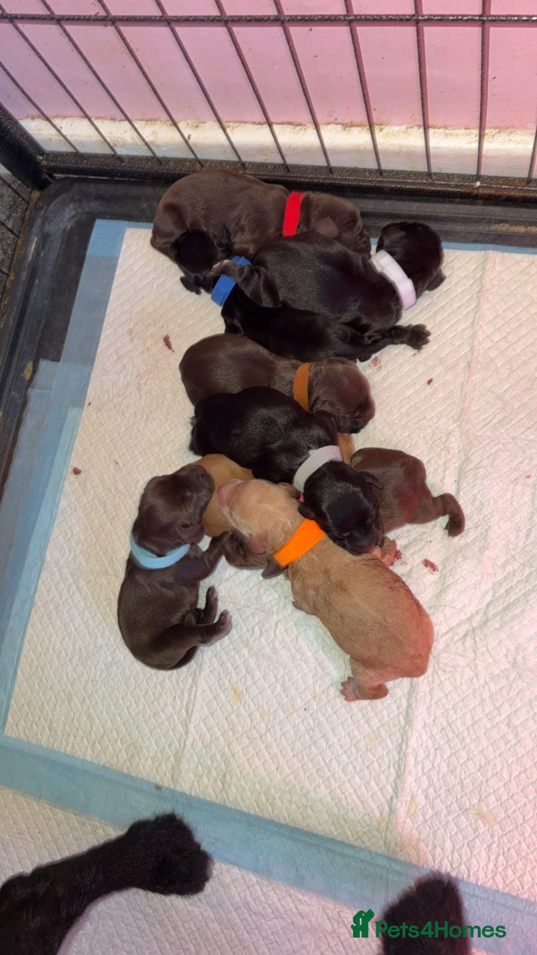 Cockapoo dogs Fat man eve pups cockerpoo pups - Advert 14