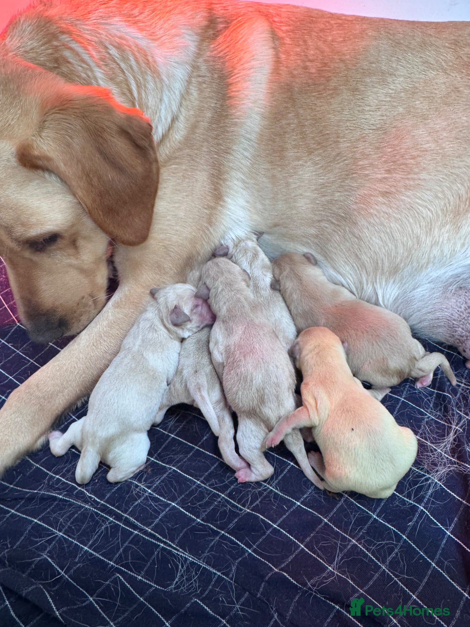 Labrador Retriever dogs for sale: Golden Labrador Puppies in Ayr - Advert 9