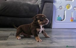 Olde English Bulldogge dogs for sale: Old English bulldog puppies  - Image 10