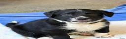 Sprollie dogs for sale: Springer x Collie in Lydney - Advert 22