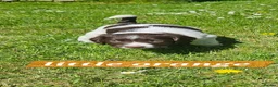 English Springer Spaniel dogs for sale: Springer spaniels kc reg female  - Advert 6