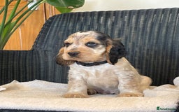 Cocker Spaniel dogs for sale: KC registered Show Type Cocker Spaniel Pups - Image 8