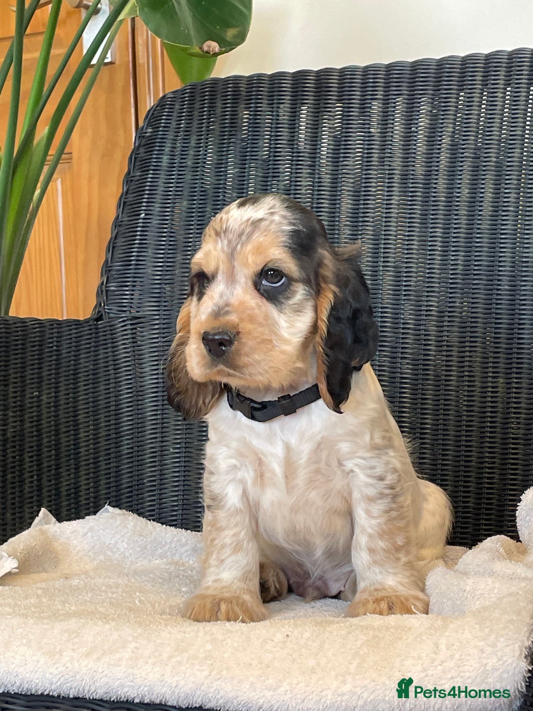 Cocker Spaniel dogs for sale: KC registered Show Type Cocker Spaniel Pups - Image 8