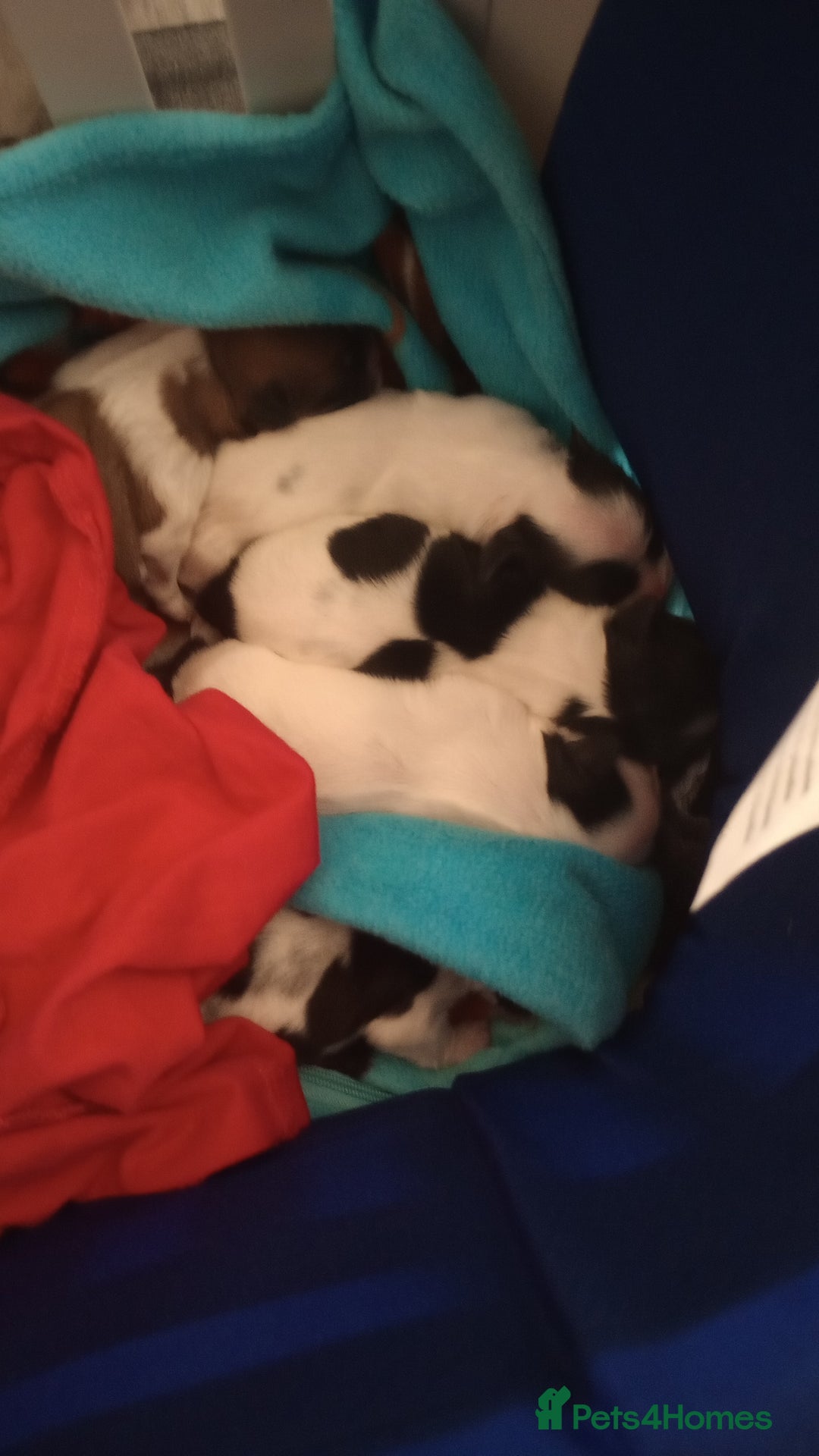 Shih Tzu dogs for sale: Adorable shih-tzu puppies - Advert 13