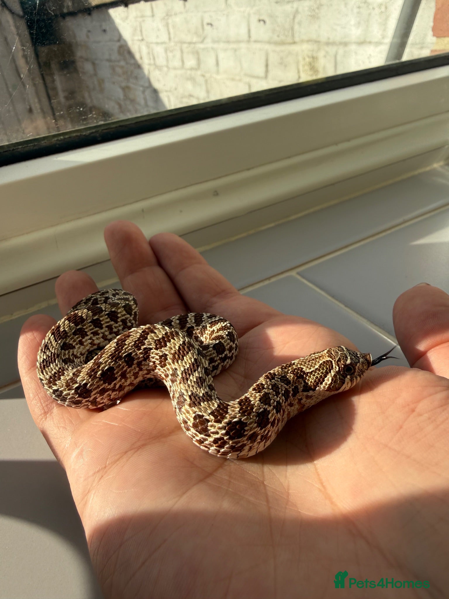 Snake reptiles Het lavender/caramel hypo  - Advert 1