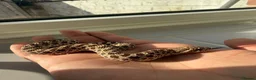 Snake reptiles for sale: Het lavender/caramel hypo  - Advert 1