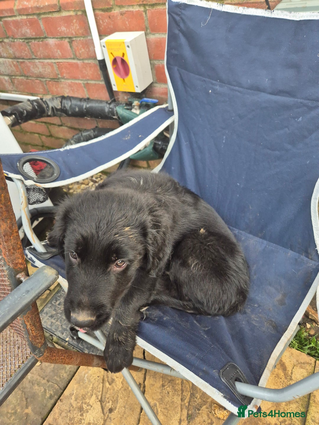 Border Collie dogs for sale: 🏡 Smart, Sweet Border/hunterway x Pup Await You!" - Advert 17