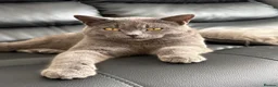 British Shorthair cats for sale:  Adorable Kittens in Bristol - Advert 1