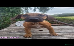 Rhodesian Ridgeback dogs for sale: KC reg chunky handsome pups - Image 23