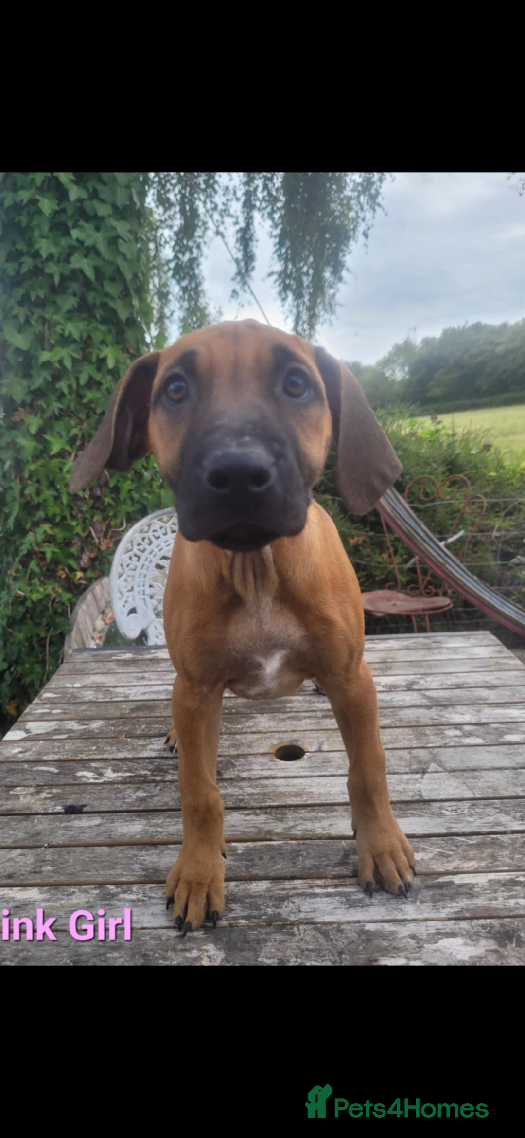 Rhodesian Ridgeback dogs for sale: KC reg chunky handsome pups - Image 23