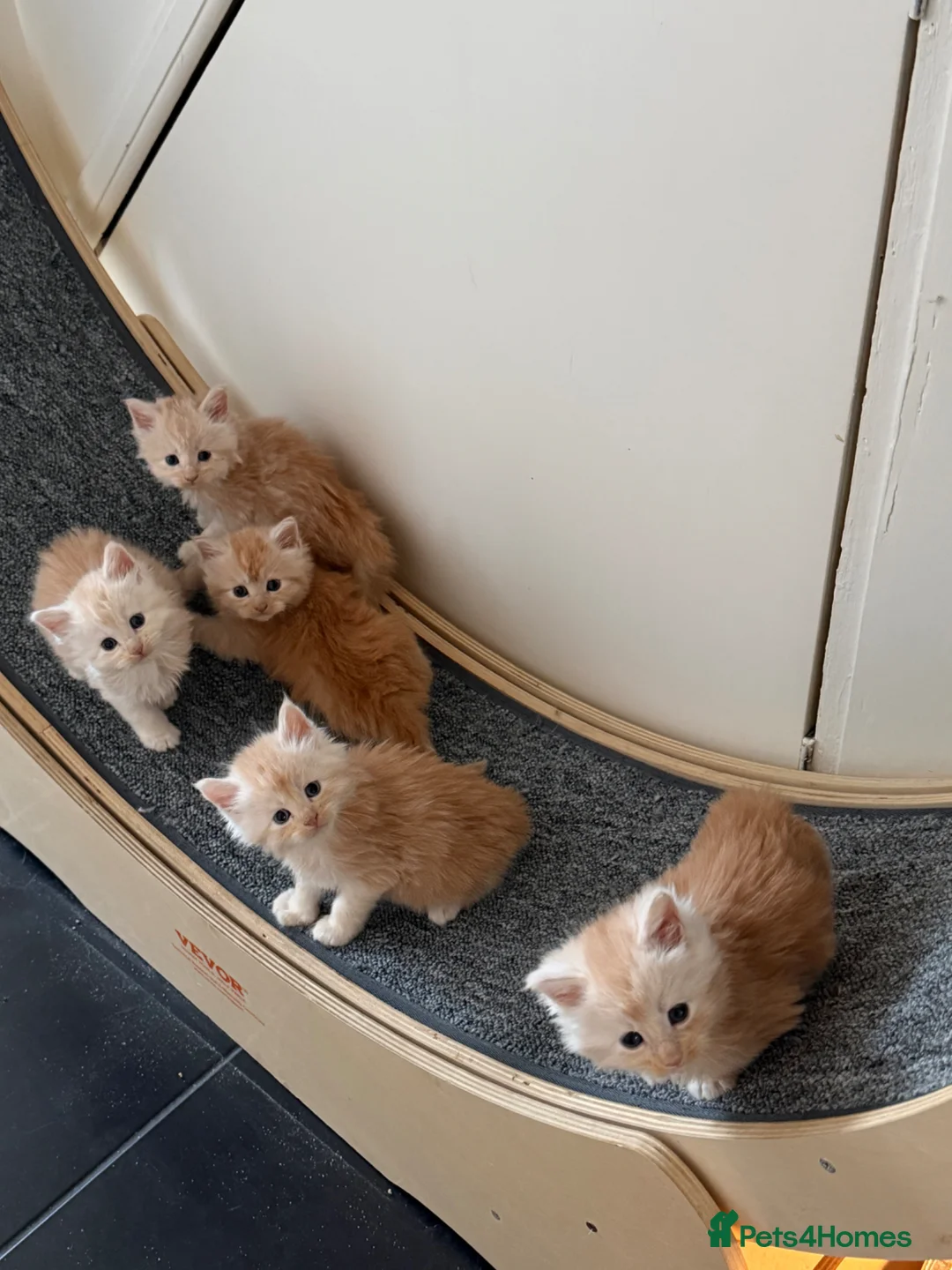 Maine Coon cats for sale: Maine Coon Cross Kittens  - Advert 1