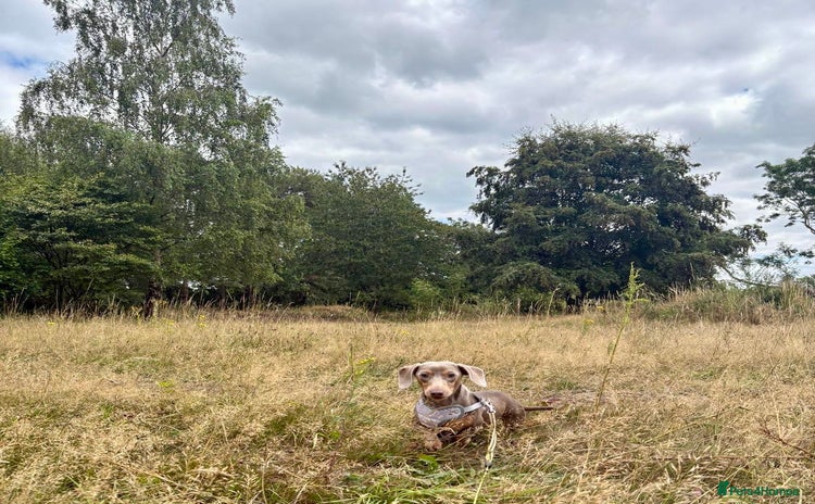 Miniature Dachshund dogs in Telford - Advert 1