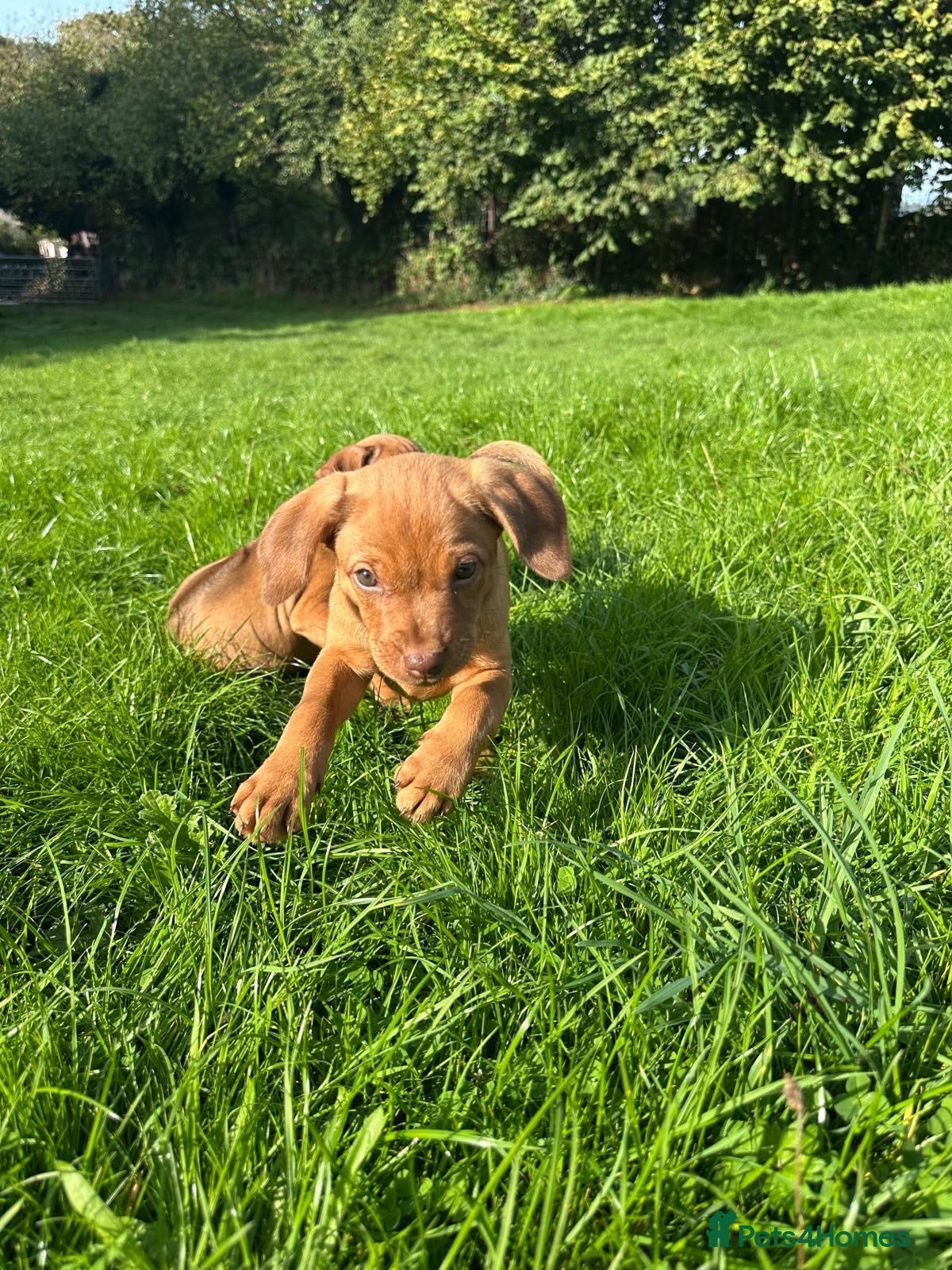 Mixed Breed dogs Miniature Rhodesian cross pups - Advert 1
