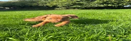 Mixed Breed dogs for sale: Miniature Rhodesian cross pups - Advert 1