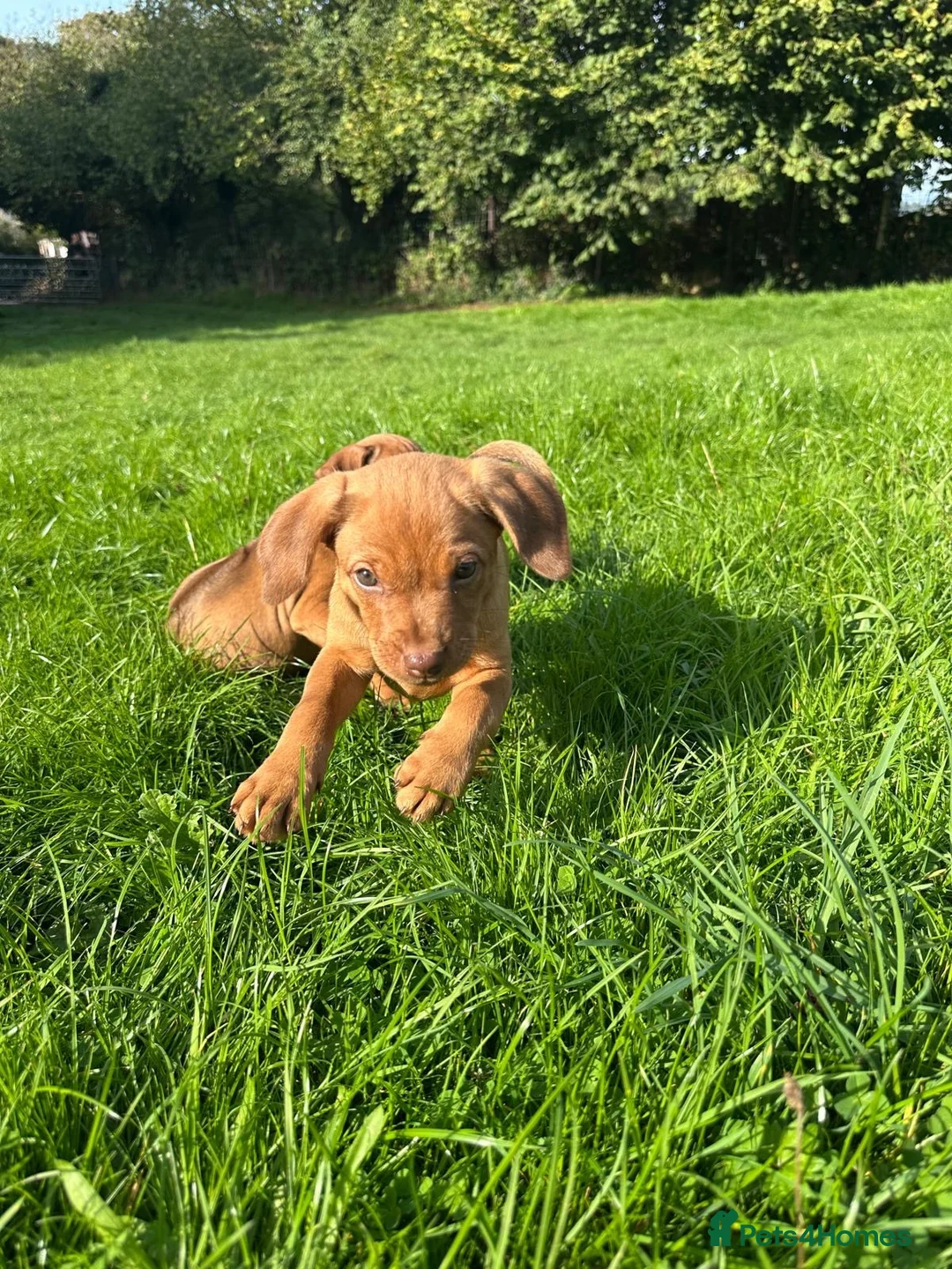 Mixed Breed dogs for sale: Miniature Rhodesian cross pups - Advert 1