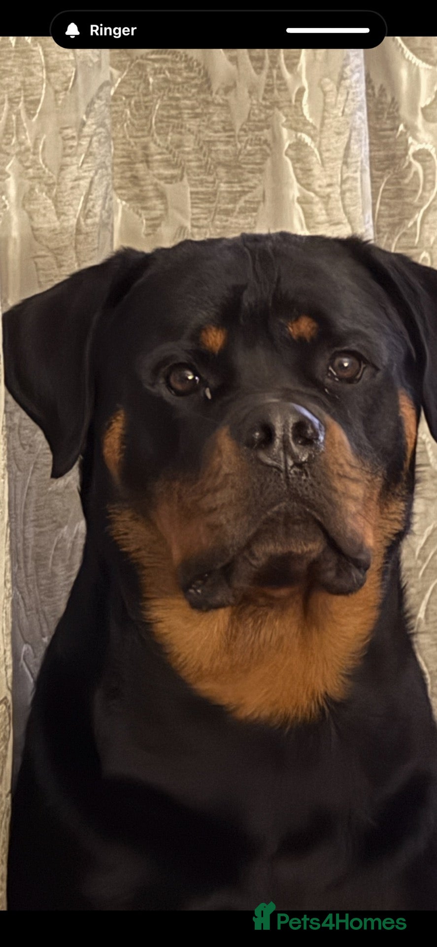 Rottweiler dogs KC Srb Rottweilers 19 champion winning bloodlines - Advert 1