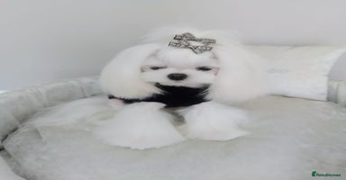 Maltese dogs - Advert 13