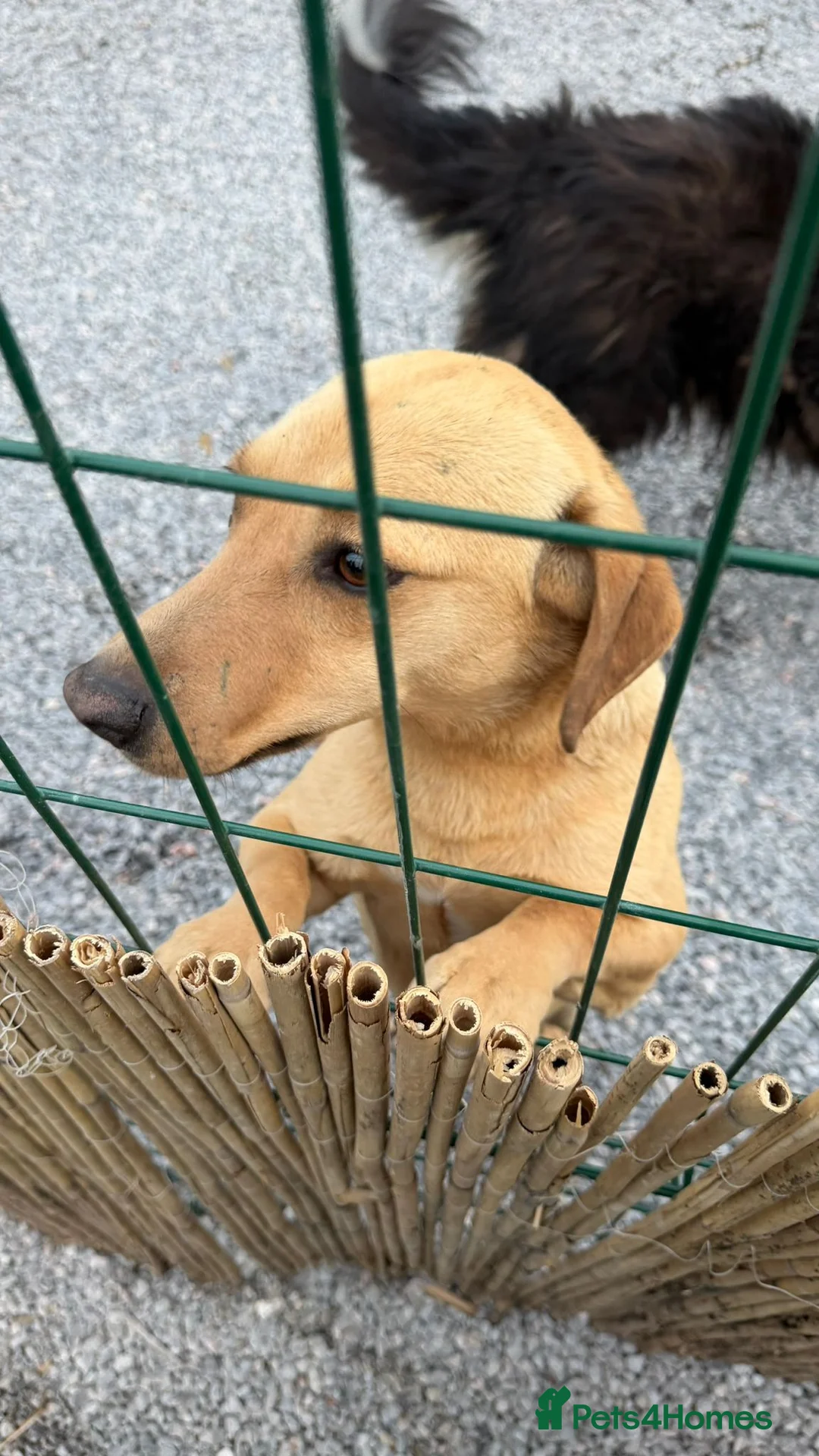 Mixed Breed dogs for adoption: Jack – Sweet Dachshund Mix is Ready to Adopt - Advert 5