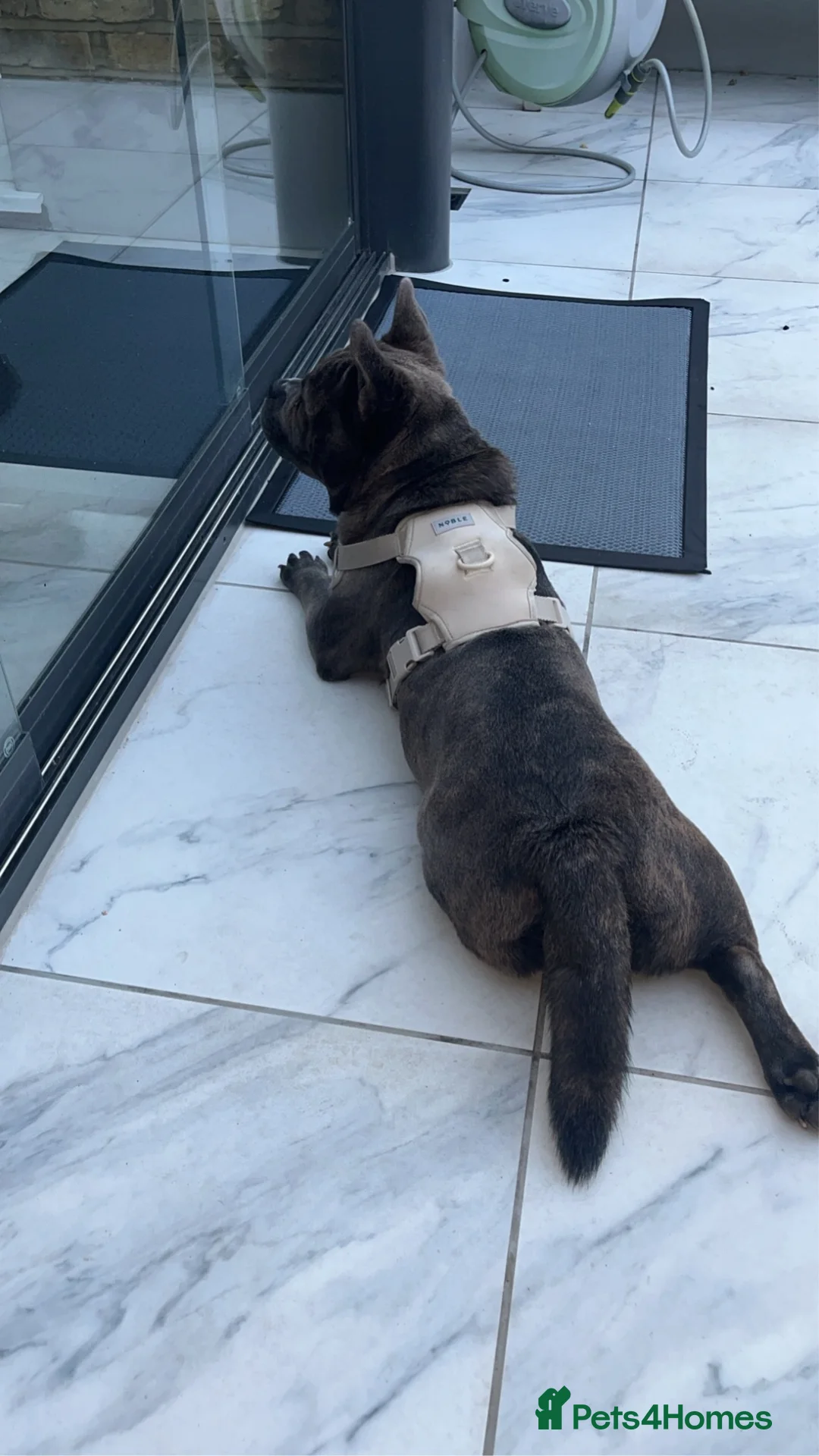 Mixed Breed dogs for sale: Lovely mixed Chow for Sale in Bexleyheath - Advert 4