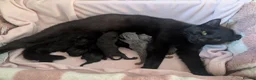 Domestic Shorthair cats for sale: Beautiful playful kittens  in Wolverhampton - Advert 1