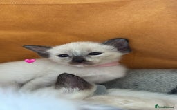 Ragdoll cats for sale: Ragdoll x Oriental kittens  - Image 6