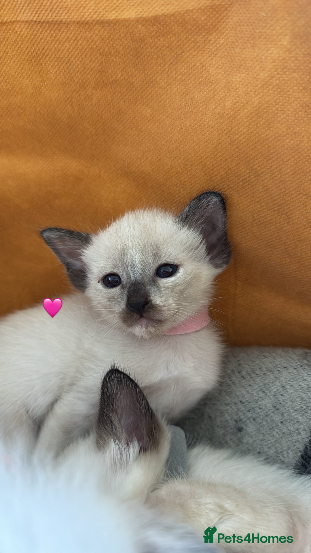 Ragdoll cats for sale: Ragdoll x Oriental kittens  - Image 6
