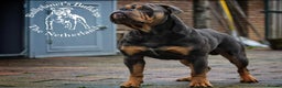 Olde English Bulldogge dogs for stud: Bullplanet's King Titan DNA/BVA Eye/BVA Hip/Elbow in Northallerton - Advert 20