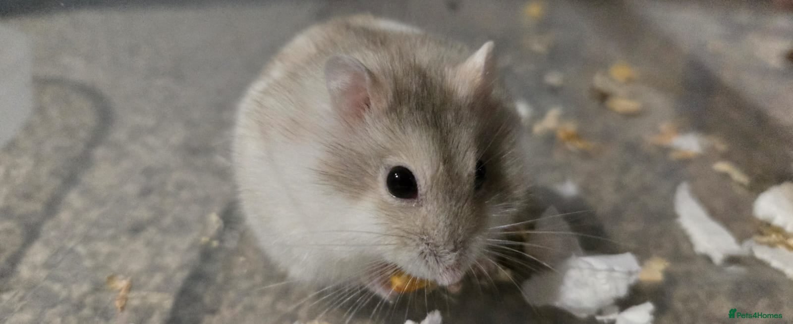 Hamster rodents Russian dwarf Hamster with cage and accessories - Advert 1