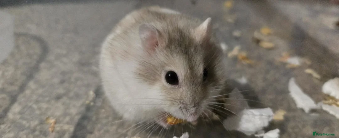 Hamster rodents for sale: Russian dwarf Hamster with cage and accessories in Southend-on-Sea - Advert 1