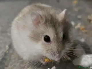 Hamster rodents Russian dwarf Hamster with cage and accessories - Advert 1