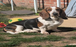 Basset Hound dogs for stud: Male basset for stud blue eye carrier very rare l  in Hertford - Image 2
