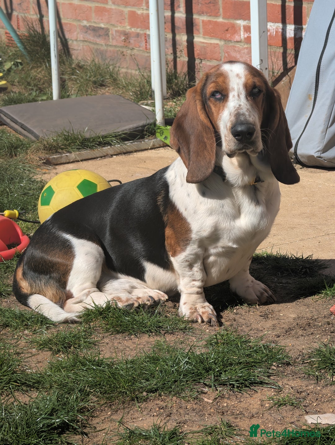Basset Hound dogs for stud: Male basset for stud blue eye carrier very rare l  in Hertford - Image 2