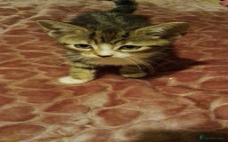 British Shorthair cats for sale: Calico female kitten for sale  - Image 2