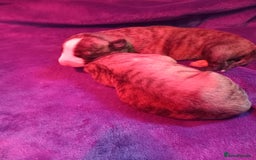 Whippet dogs for sale: Top Class Whippet Puppies bred from Champions - Image 15