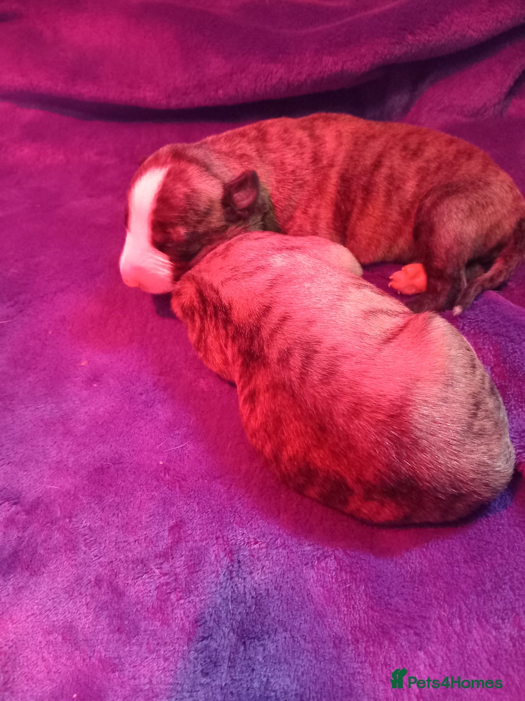 Whippet dogs for sale: Top Class Whippet Puppies bred from Champions - Image 15