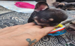 French Bulldog dogs for sale: French bulldog pups  - Image 12