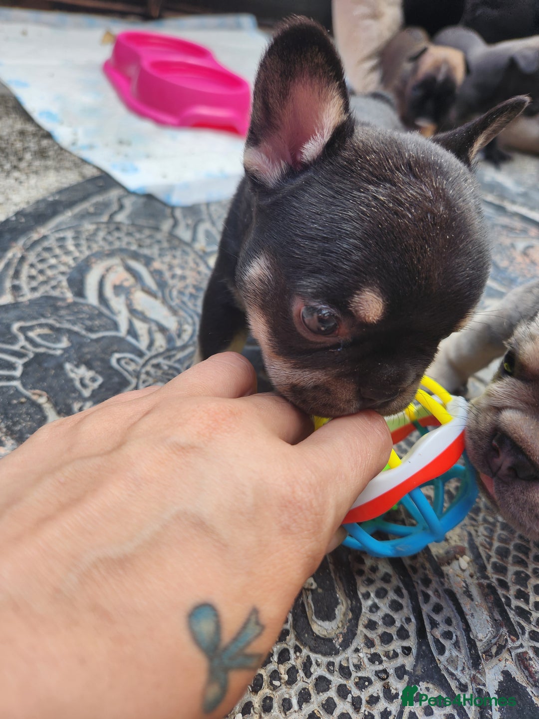 French Bulldog dogs for sale: French bulldog pups  - Image 12
