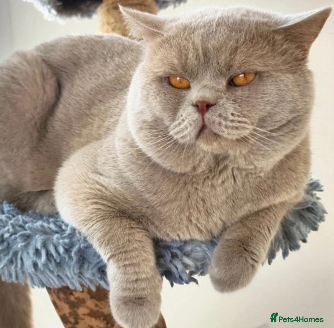 British Shorthair cats for sale: Beautiful Lilac British Shorthair Male Kitten - Advert 3